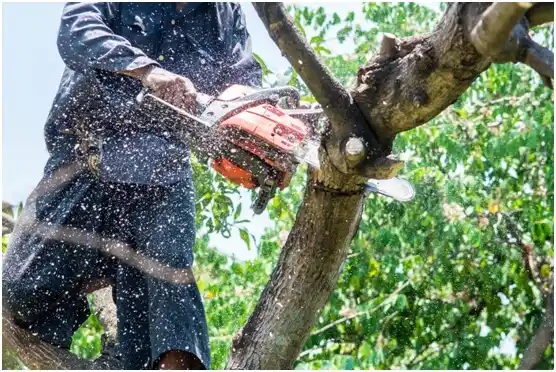 tree services Rosendale